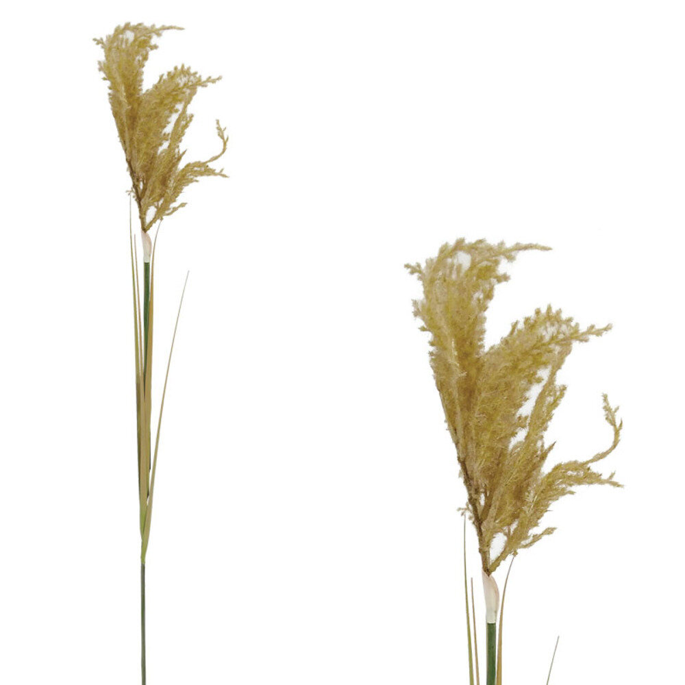 1383-2-BROWN.jpg ΚΛΑΔΙ ΠΑΜΠΑΣ ΚΟΝΤΟ ΚΑΦΕ - Y110cm 125/500KIB - Image 1