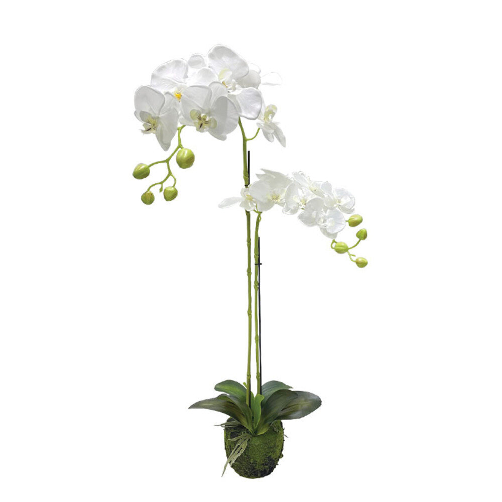 94375-1.jpg ΦΥΤΟ ΟΡΧΙΔΕΑ ΛΕΥΚΑ ΑΝΘΗ REAL TOUCH - Υ68cm 4/24ΚΙΒ - Image 1