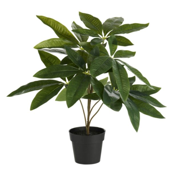 DAY ΦΥΤΟ ΣΕ ΓΛΑΣΤΡΑ LUCKY CHESTNUT 40ΕΚ.