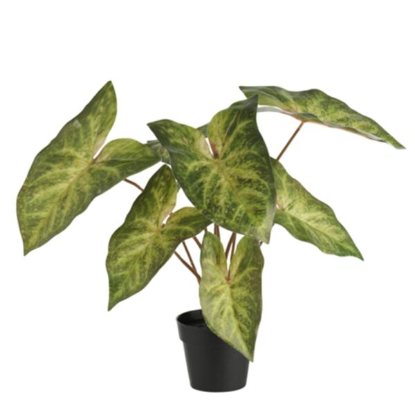 DAY ΦΥΤΟ ΣΕ ΓΛΑΣΤΡΑ CALADIUM 38ΕΚ.